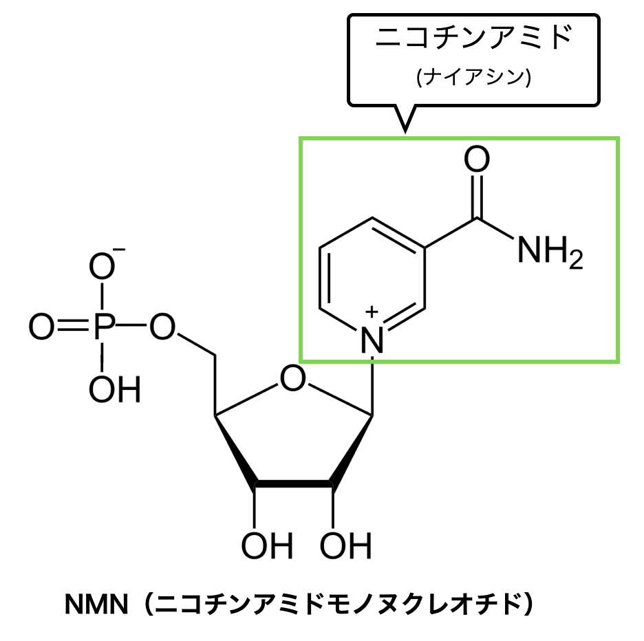 NMNとニコチンアミド（ナイアシン）