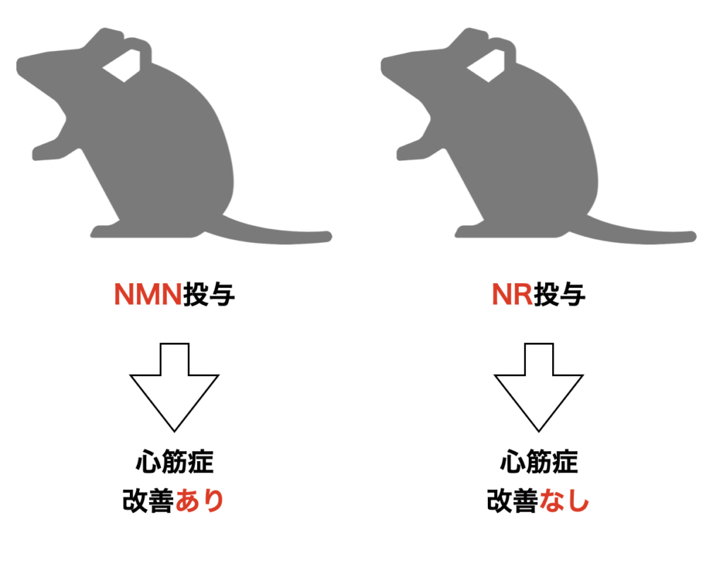 NMNを投与したマウスのみ心筋症が改善