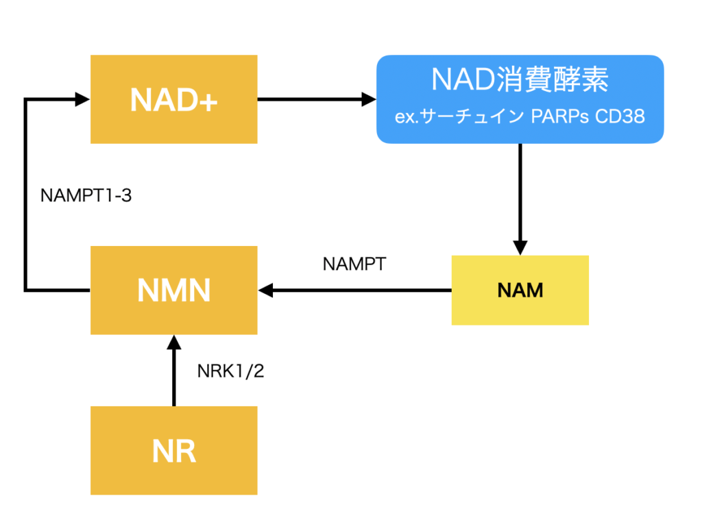 NRとNMNの回路