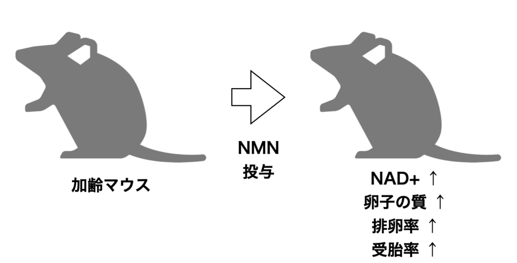 NMNを投与したマウスのNADレベルが上昇し、受胎率と排卵率、卵子の質が上昇した