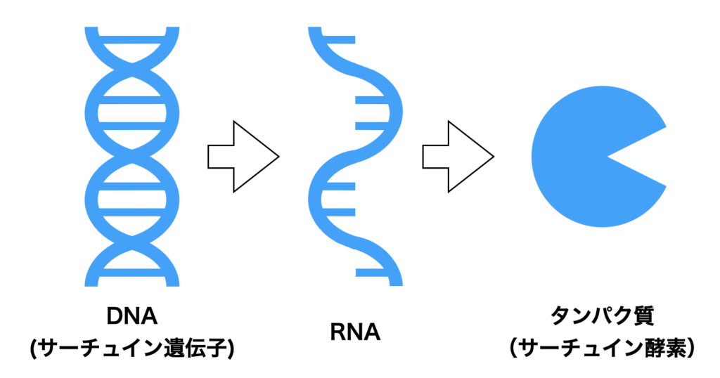 セントラルドグマ 
サーチュイン遺伝子によってサーチュイン酵素が生まれる