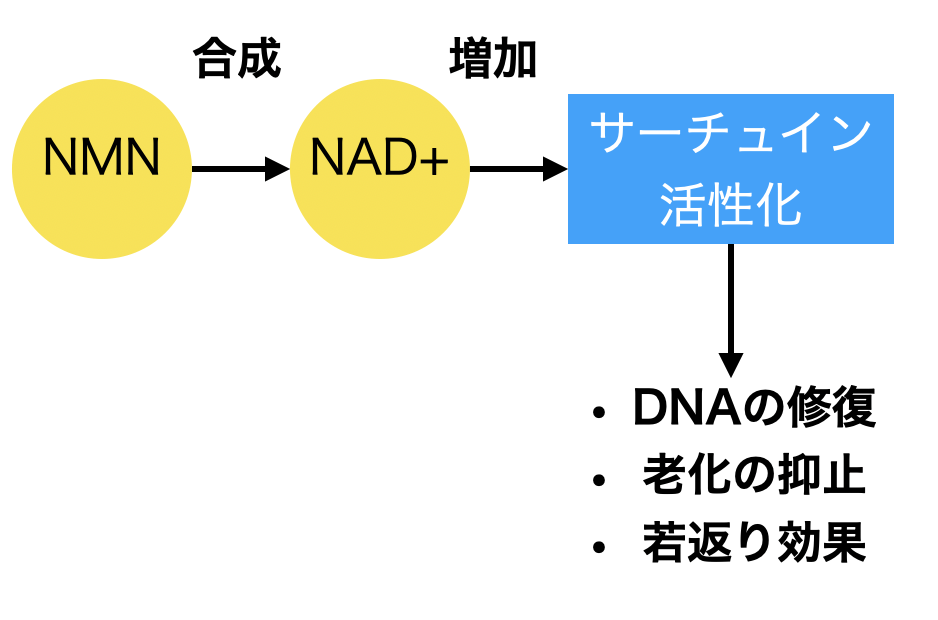 NMNは、NAD+の濃度を増加させ、サーチュイン遺伝子を活性化させる。
サーチュイン遺伝子の活性化により、遺伝子修復が活発になり、老化の抑制や若返り効果が期待される